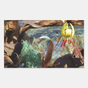 Yellow and Plum Trout Lily en Snagel Shell Rechthoekige Sticker