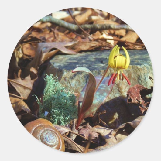 Yellow and Plum Trout Lily en Snagel Shell Ronde Sticker (Voorkant)