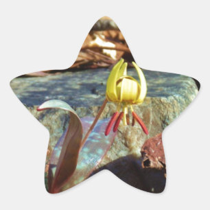 Yellow and Plum Trout Lily en Snagel Shell Ster Sticker
