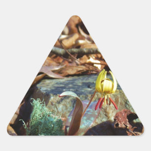 Yellow and Plum Trout Lily en Snagel Shell Sticker