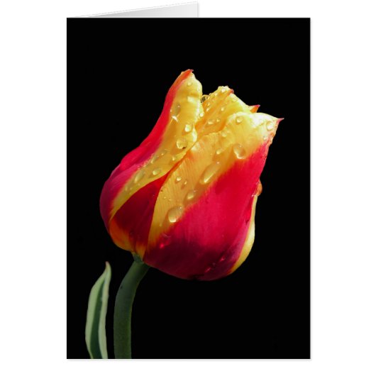 Yellow And Red Tulip (Voorkant)