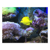 Yellow Angelfish Foto Afdruk (Voorkant)