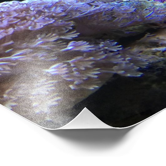 Yellow Angelfish Foto Afdruk (Hoek)