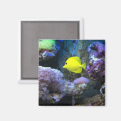 Yellow Angelfish Magneet (Voorkant / Achterkant)