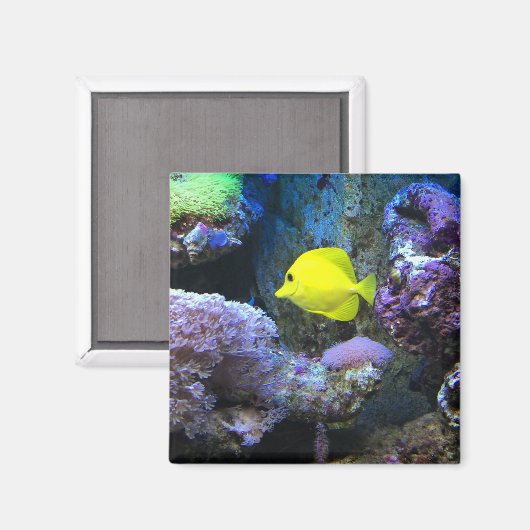 Yellow Angelfish Magneet (Voorkant / Achterkant)