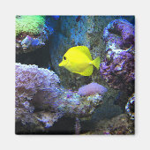 Yellow Angelfish Magneet (Voorkant)