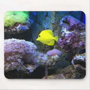 Yellow Angelfish Muismat