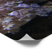 Yellow Angelfish Poster (Hoek)