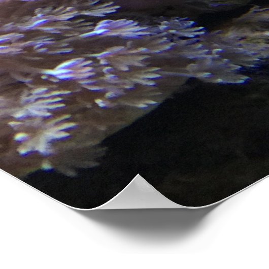 Yellow Angelfish Poster (Hoek)