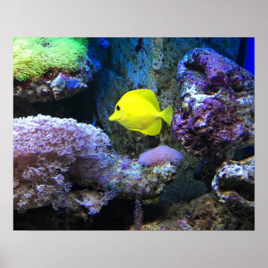 Yellow Angelfish Poster (Voorkant)