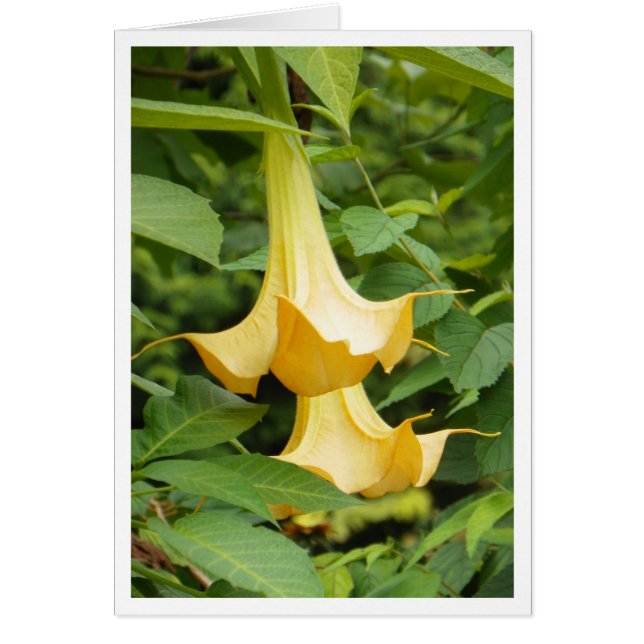 Yellow Angel's Trumpet (Voorkant)