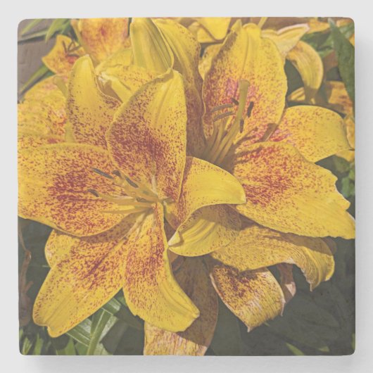 Yellow Asiatic Lily Blooms Floral Stenen Onderzetter (Voorkant)