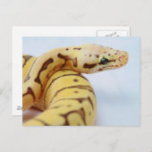 Yellow Ball Python dicht Briefkaart (Voorkant / Achterkant)