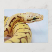Yellow Ball Python dicht Briefkaart (Voorkant)