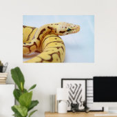 Yellow Ball Python dicht Poster (Thuiskantoor)