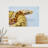 Yellow Ball Python dicht Poster (Keuken)