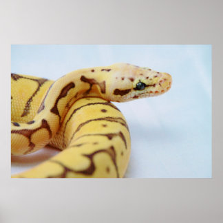 Yellow Ball Python dicht Poster