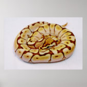 Yellow Ball Python echt dicht Poster (Voorkant)