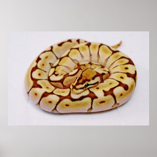 Yellow Ball Python echt dicht Poster (Voorkant)