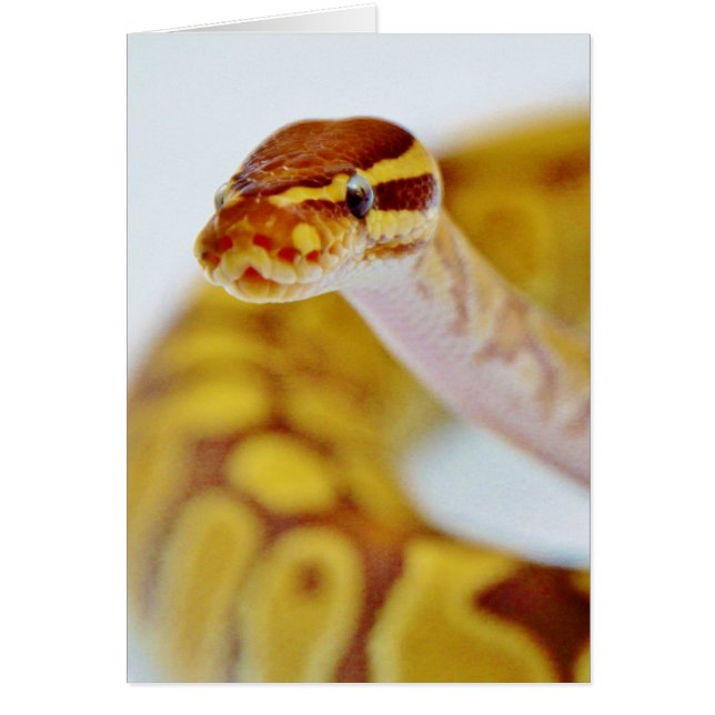 Yellow Ball Python Head (Voorkant)
