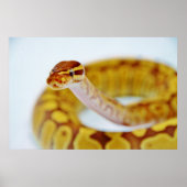 Yellow Ball Python Poster (Voorkant)