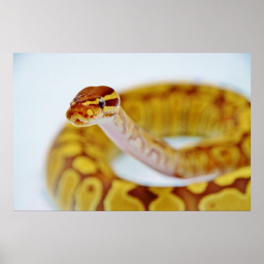 Yellow Ball Python Poster (Voorkant)