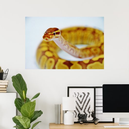 Yellow Ball Python Poster (Thuiskantoor)