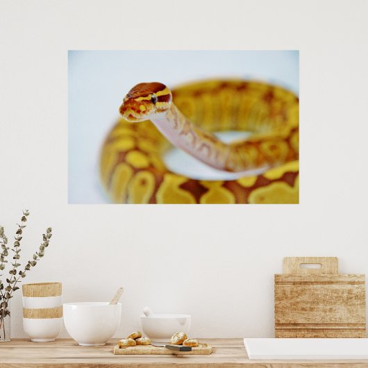 Yellow Ball Python Poster (Keuken)