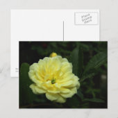 Yellow Banksia Roos Briefkaart (Voorkant / Achterkant)