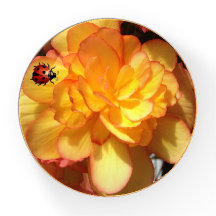 Yellow Begonia with a Ladybug Cute Gift