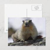 Yellow Bellied Marmot Briefkaart (Voorkant / Achterkant)