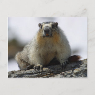 Yellow Bellied Marmot Briefkaart