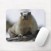 Yellow Bellied Marmot Muismat (Met muis)