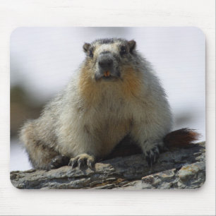 Yellow Bellied Marmot Muismat