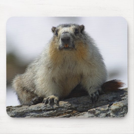 Yellow Bellied Marmot Muismat (Voorkant)