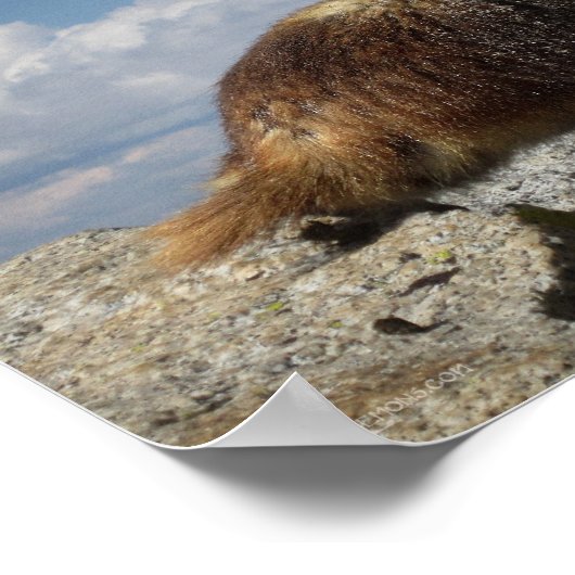 Yellow Bellied Marmot Poster (Hoek)
