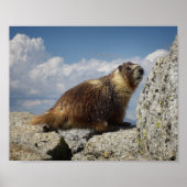 Yellow Bellied Marmot Poster (Voorkant)