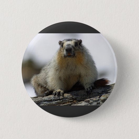 Yellow Bellied Marmot Ronde Button 5,7 Cm (Voorkant)