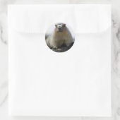 Yellow Bellied Marmot Ronde Sticker (Tas)