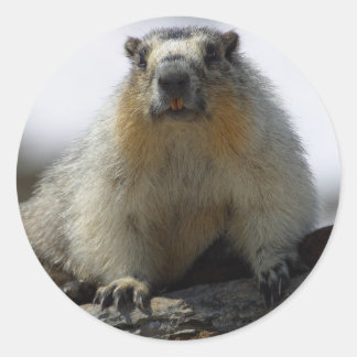 Yellow Bellied Marmot Ronde Sticker