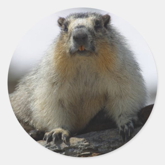 Yellow Bellied Marmot Ronde Sticker (Voorkant)