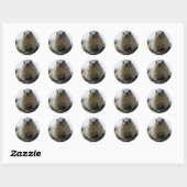Yellow Bellied Marmot Ronde Sticker (Vel)