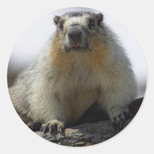 Yellow Bellied Marmot Ronde Sticker (Voorkant)