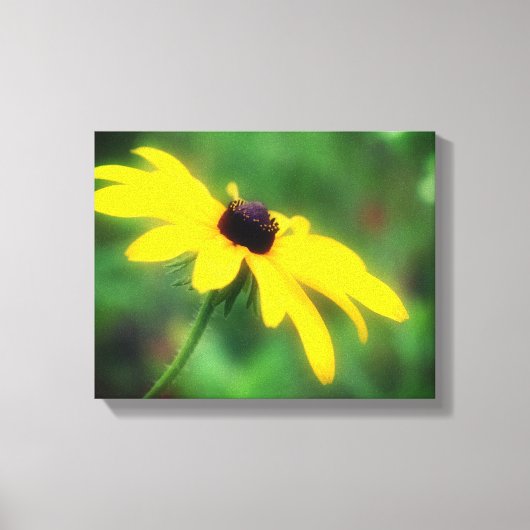 Yellow Black Eyed Susan Flower Canvas Afdruk (Voorkant)