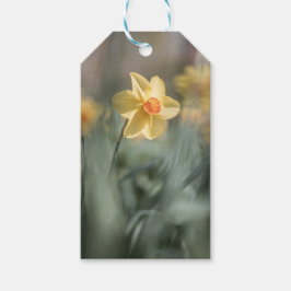 Yellow Blossom Daffodil Natuur Foto Cadeaulabel