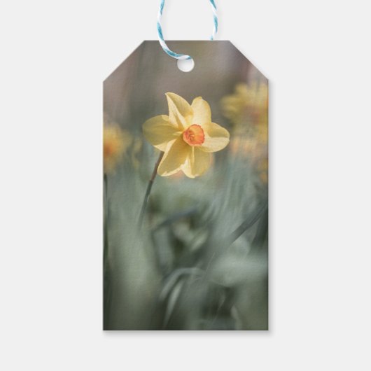 Yellow Blossom Daffodil Natuur Foto Cadeaulabel (Voorkant)