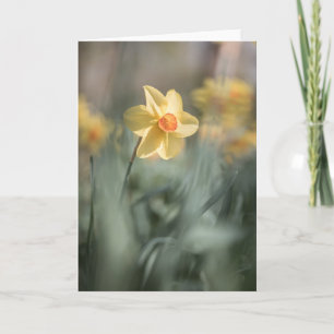 Yellow Blossom Daffodil Natuur Foto Kaart