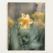 Yellow Blossom Daffodil Natuur Foto Planner (Voorkant)