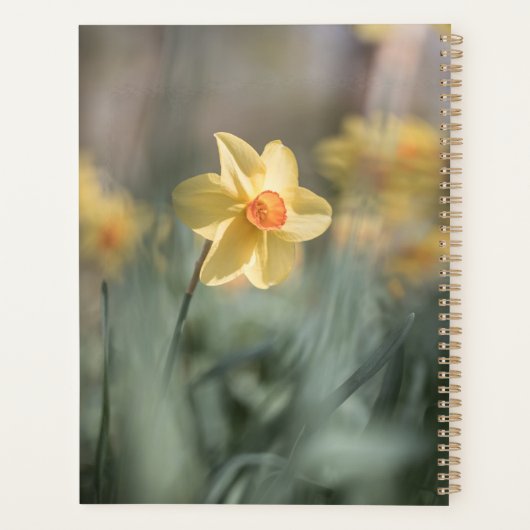 Yellow Blossom Daffodil Natuur Foto Planner (Achterkant)