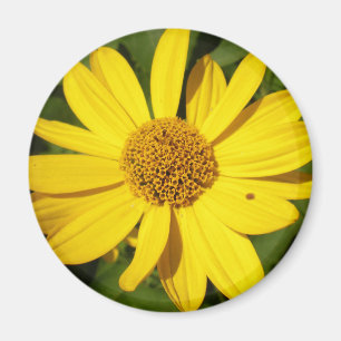 Yellow blossom with green leaves magneet